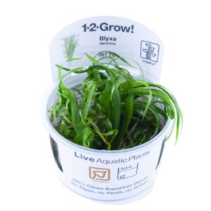Tropica 057 Tissue Culture Blyxa japonica in a pot, ideal for aquariums, featuring healthy green aquatic plants.