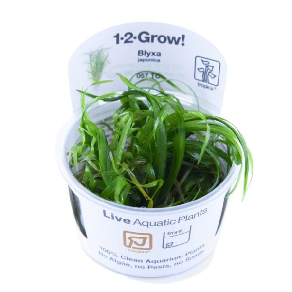 Tropica 057 Tissue Culture Blyxa japonica in a pot, ideal for aquariums, featuring healthy green aquatic plants.