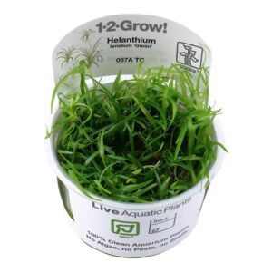 Tropica 067A Tissue Culture Helanthium Tenellum Green in clear cup with label, showcasing vibrant green aquatic plant.
