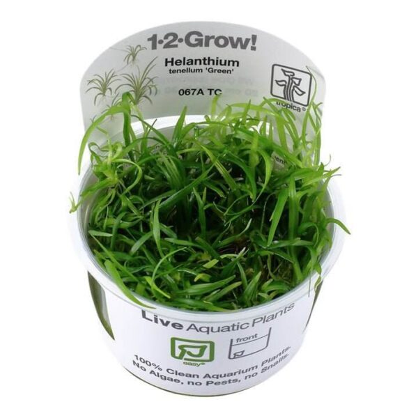 Tropica 067A Tissue Culture Helanthium Tenellum Green in clear cup with label, showcasing vibrant green aquatic plant.