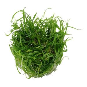 Tropica 067A Tissue Culture Helanthium Tenellum Green, vibrant green aquatic plant for aquarium landscaping.