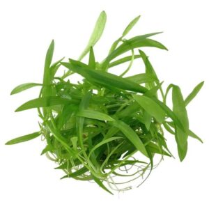 Tropica 068 Tissue Culture Helanthium Bolivianum Quadricostatus, vibrant green aquatic plant for aquariums.