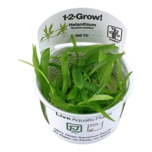 Tropica 068 Helanthium Bolivianum Quadricostatus tissue culture plant in a cup, showcasing vibrant green leaves for aquariums.
