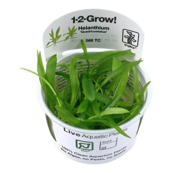 Tropica 068 Helanthium Bolivianum Quadricostatus tissue culture plant in a cup, showcasing vibrant green leaves for aquariums.