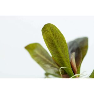Close-up of Tropica 072D Echinodorus Reni tissue culture plant leaves, showcasing vibrant green foliage.