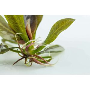 Close-up of Tropica 072D Tissue Culture - Echinodorus Reni with healthy roots and vibrant green leaves.