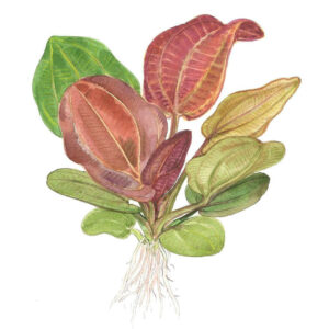 Tropica 072D Tissue Culture Echinodorus Reni aquarium plant with vibrant red and green leaves, showing roots and healthy growth.