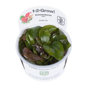 Tropica 072D Tissue Culture Echinodorus Reni in a closed cup, showcasing vibrant green leaves for aquariums.
