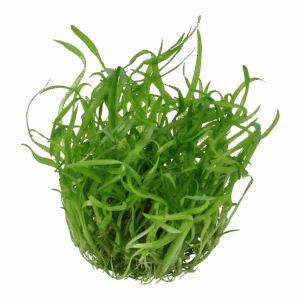 Tropical 079 tissue culture Sagittaria subulata aquarium plant in a closed cup, featuring lush green, compact foliage.