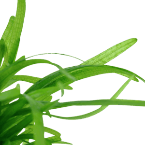 Close-up of vibrant green aquatic plants with long, slender leaves, enhancing natural aquarium beauty.