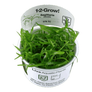 Tropica 079 Tissue Culture Sagittaria subulata live aquatic plant in a cup for aquariums. Ideal foreground option.