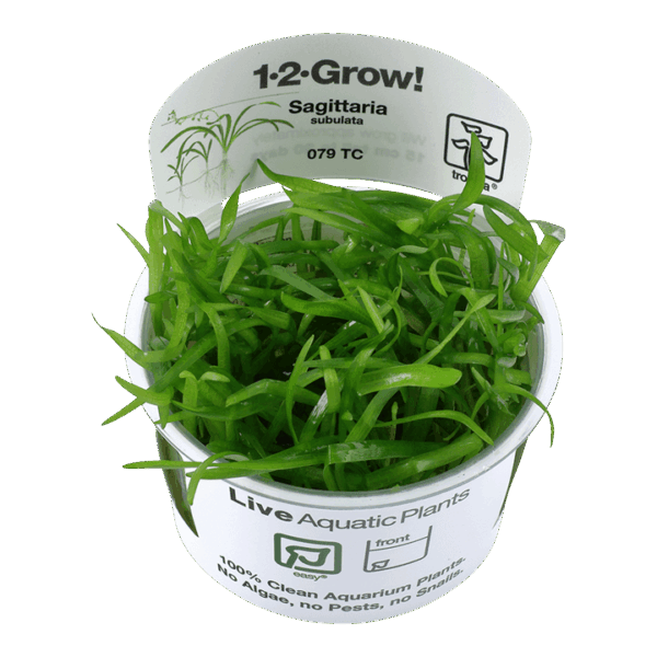 Tropica 079 Tissue Culture Sagittaria subulata live aquatic plant in a cup for aquariums. Ideal foreground option.