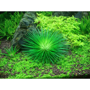 Vibrant Eriocaulon cinereum aquarium plant thriving in lush green environment with rocks and other aquatic plants.