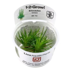 Tropica Tissue Culture Eriocaulon cinereum in clear cup, ideal for aquariums, featuring lush green growth.