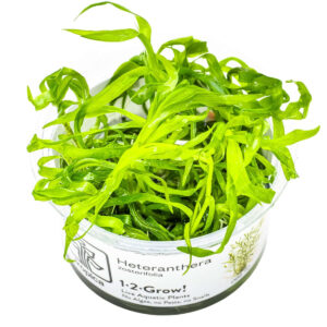 Tropica 096 Tissue Culture - Heteranthera zosterifolia aquarium plant in tissue culture cup with vibrant green leaves.