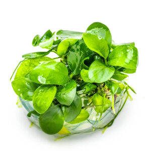 Tropica 101 Tissue Culture - Anubias barteri var. nana in aquarium plant tissue culture cup.