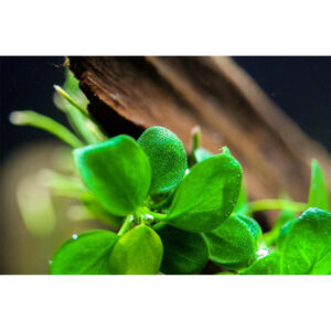 Tropica 101B TC Tissue Culture Anubias Barteri Mini Coin - vibrant green aquatic plant in aquarium setting.