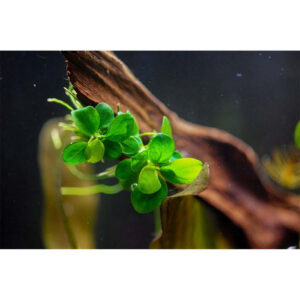 Tropica 101B TC Anubias Barteri Mini Coin aquatic plant on driftwood in aquarium setting. Limited edition tissue culture.