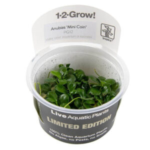 Tropica Anubias Barteri Mini Coin Limited Edition tissue culture in clear container for aquariums.