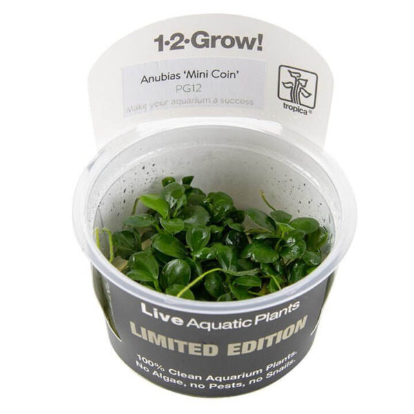 Tropica Anubias Barteri Mini Coin Limited Edition tissue culture in clear container for aquariums.