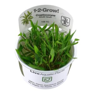 Tropica 109 Tissue Culture - Cryptocoryne wendtii Green in a closed cup, showcasing vibrant green leaves for aquariums.