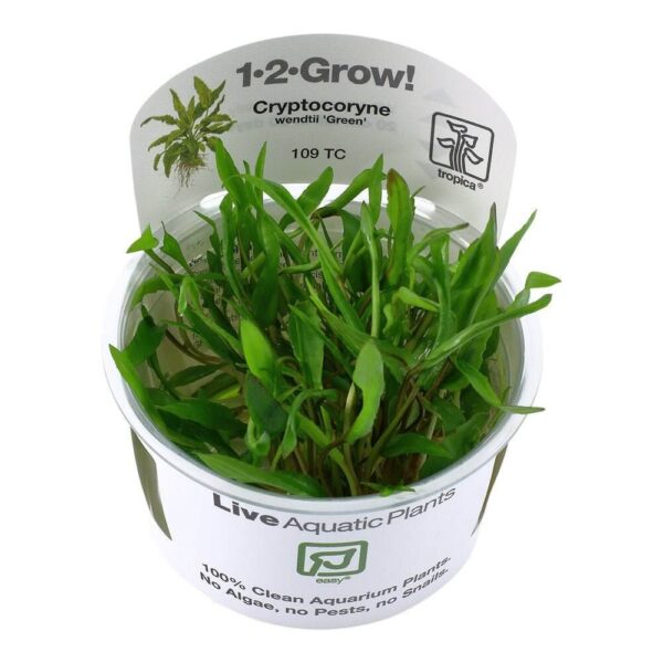 Tropica 109 Tissue Culture - Cryptocoryne wendtii Green in a closed cup, showcasing vibrant green leaves for aquariums.