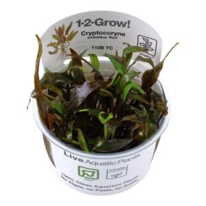 Tropica 110B Tissue Culture Cryptocoryne undulatus Red in a clear cup, showcasing vibrant aquatic plant growth.