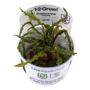 Tropica 125 Tissue Culture Cryptocoryne crispatula in a clear cup, ideal live aquarium plant for underwater gardens.