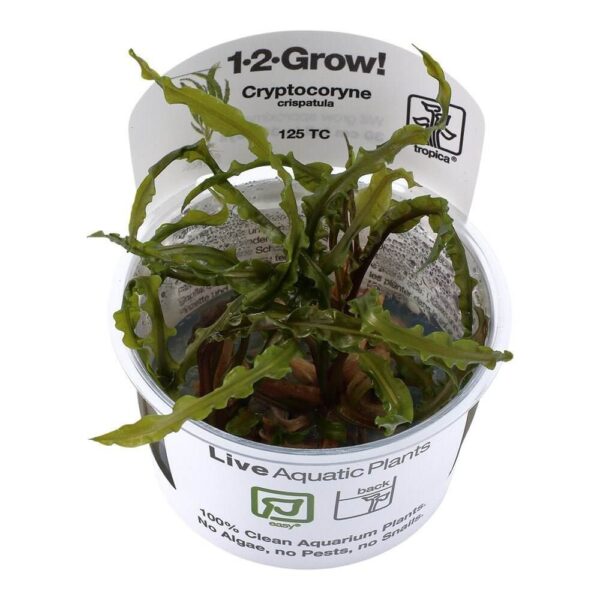 Tropica 125 Tissue Culture Cryptocoryne crispatula in a clear cup, ideal live aquarium plant for underwater gardens.