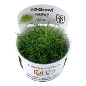 Tropica 132B Tissue Culture Eleocharis Pusilla live aquatic plant in a cup for aquarium use.