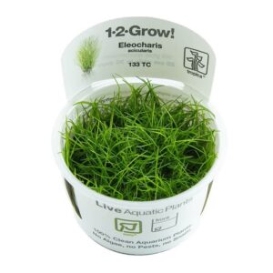 Tropica 133 Tissue Culture Eleocharis acicularis in a clear cup, showcasing healthy live aquatic plant growth.