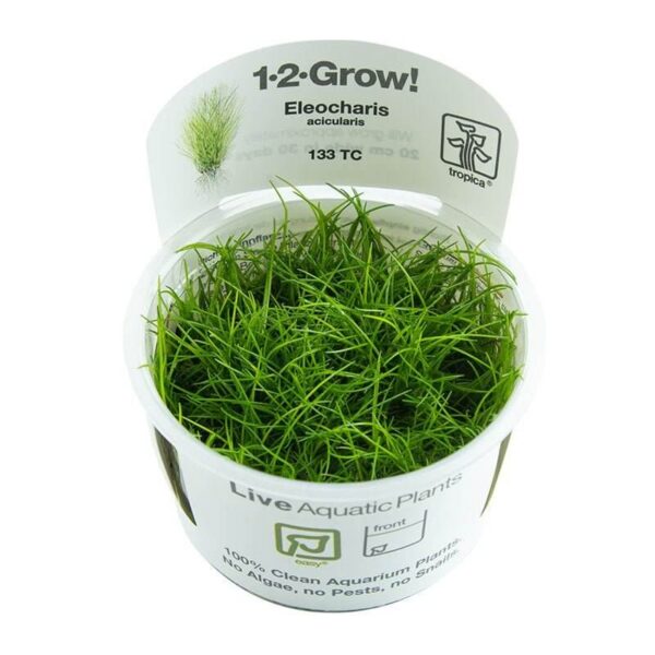 Tropica 133 Tissue Culture Eleocharis acicularis in a clear cup, showcasing healthy live aquatic plant growth.