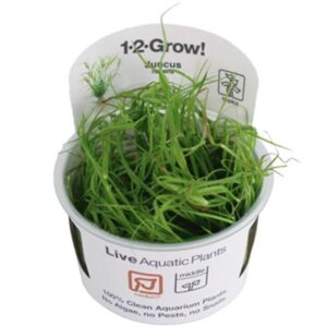 Tropica 133F Tissue Culture Juncus Repens live aquatic plant in a pot, ideal for aquarium gardening.