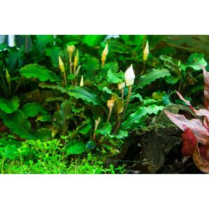 Bucephalandra pygmaea 'Bukit Kelam' tissue culture plants thriving in a lush aquarium environment.