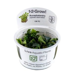 Bucephalandra pygmaea 'Bukit Kelam' tissue culture aquatic plant in a container labeled Live Aquatic Plants.