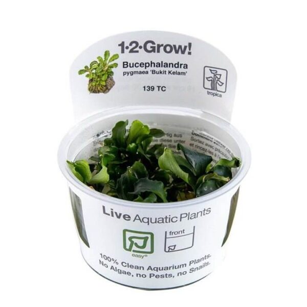 Bucephalandra pygmaea 'Bukit Kelam' tissue culture aquatic plant in a container labeled Live Aquatic Plants.