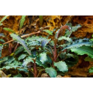 Bucephalandra Kedagang tissue culture plant with long, narrow dark green leaves and distinctive white dots.