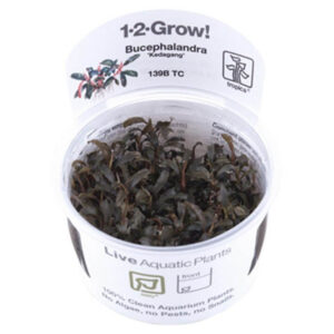 Tropica 139B Tissue Culture Bucephalandra Kedagang in a clear container, showcasing live aquatic plants for aquariums.