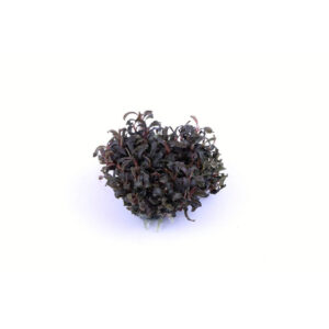 Bucephalandra Kedagang tissue culture plant with dark green leaves and distinctive white dots, ideal for aquariums.