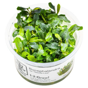 Tropica 139C Tissue Culture - Bucephalandra sp. Needle Leaf aquarium plant in closed cup, ready for easy growing.
