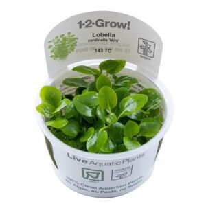 Tropica 143 Tissue Culture Lobelia cardinalis Mini in clear cup, showcasing vibrant green aquatic plants.