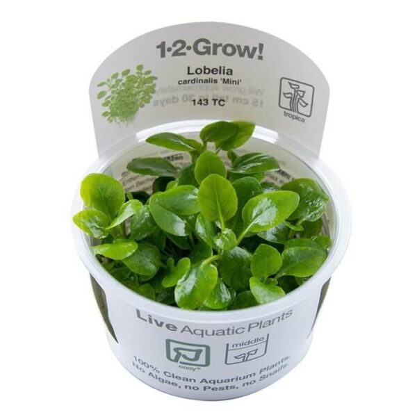 Tropica 143 Tissue Culture Lobelia cardinalis Mini in clear cup, showcasing vibrant green aquatic plants.