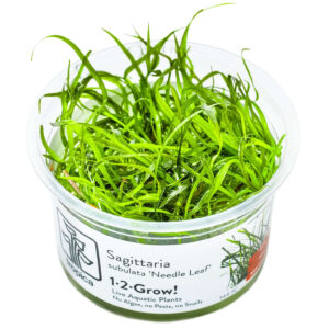 Tropica 144 Tissue Culture - Saggitaria Subulata Needle Leaf aquatic plant in tissue culture cup for aquariums.