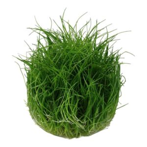 Tropica 132B Tissue Culture Eleocharis Pusilla, vibrant green aquarium plant in a closed cup for aquatic setups.