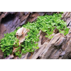 Lush green Micranthemum tweediei Monte Carlo plant creating a carpet effect on rocky substrate.