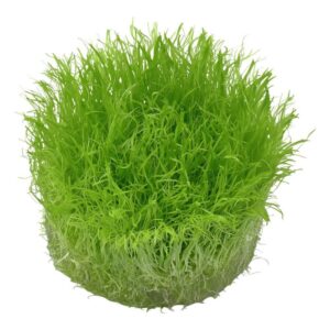 Tropica 049B Tissue Culture Utricularia graminifolia - vibrant green aquatic plant for aquariums.